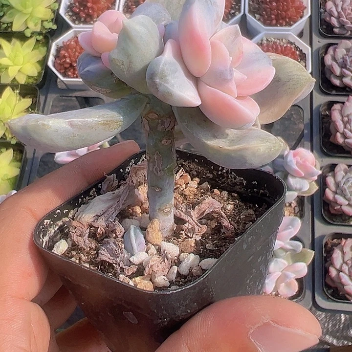 紫乐锦精品多肉植物