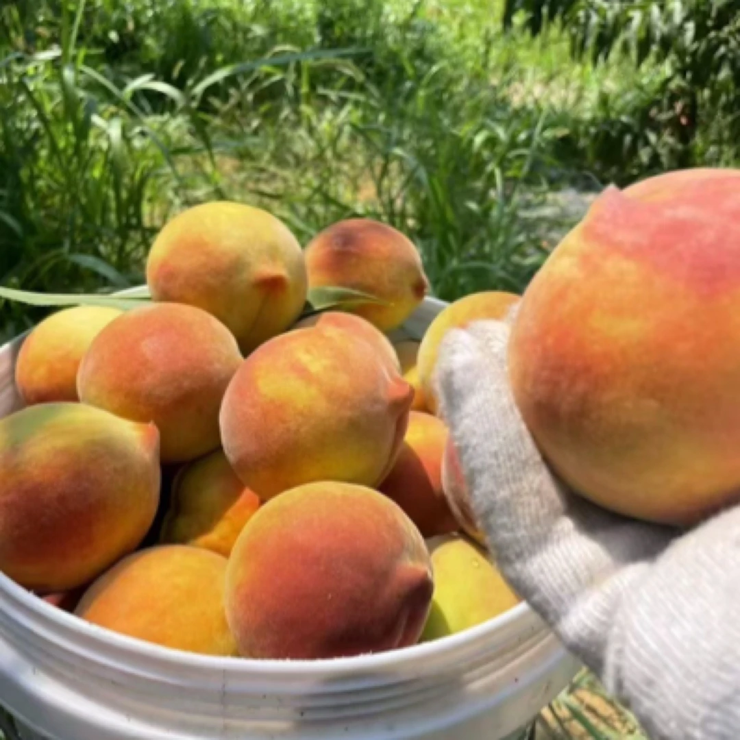 【锦绣黄桃】湖南高山锦绣黄桃现摘现发香甜桃香味浓郁