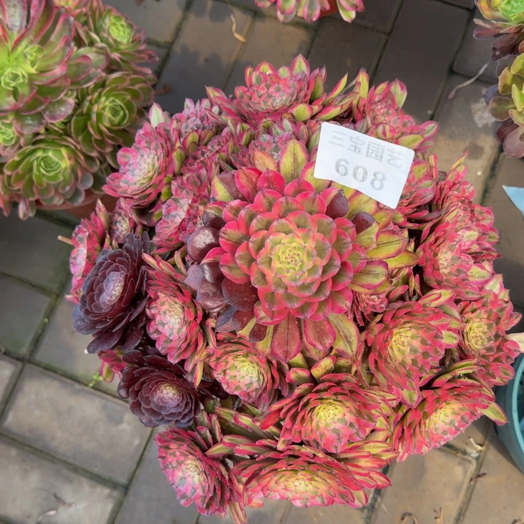 幸**人多肉植物608粉玲珑