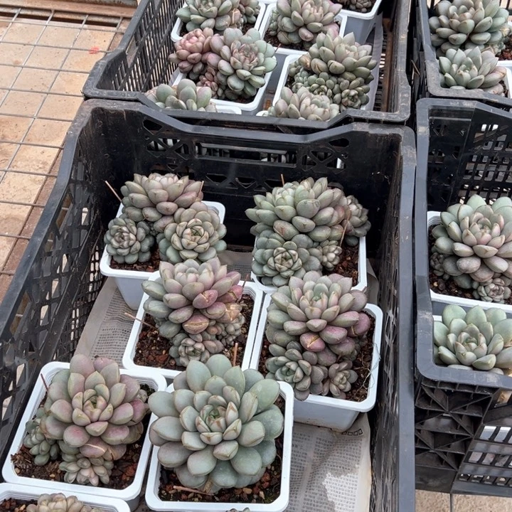 4.17葡萄一个脱土多肉