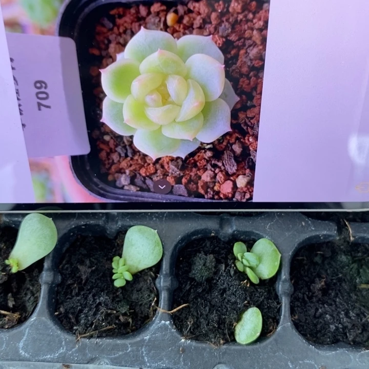 甜心709芽苗一个多肉