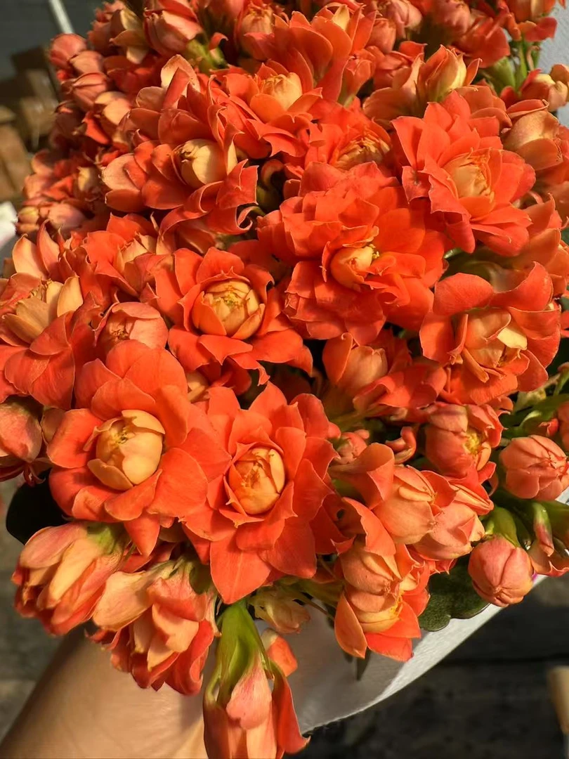 【凤栖梧桐】~稀有品种 大花苞