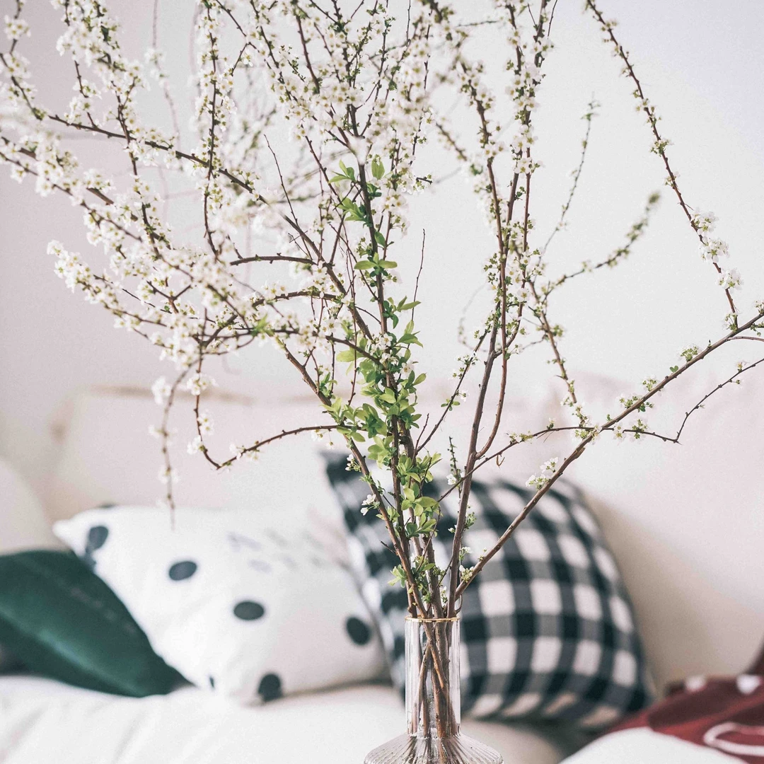 雪柳鲜枝耐寒水培开花室内绿植干枝花卉