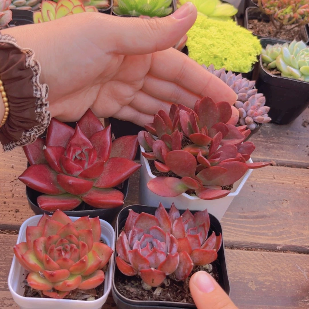 红火套餐11111111