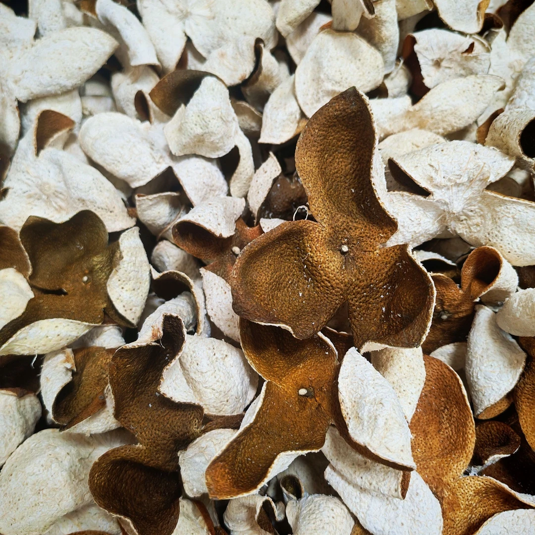 【2024年冬后大红皮】广西浦北44年树龄老树陈皮 自然生晒 地道珍品