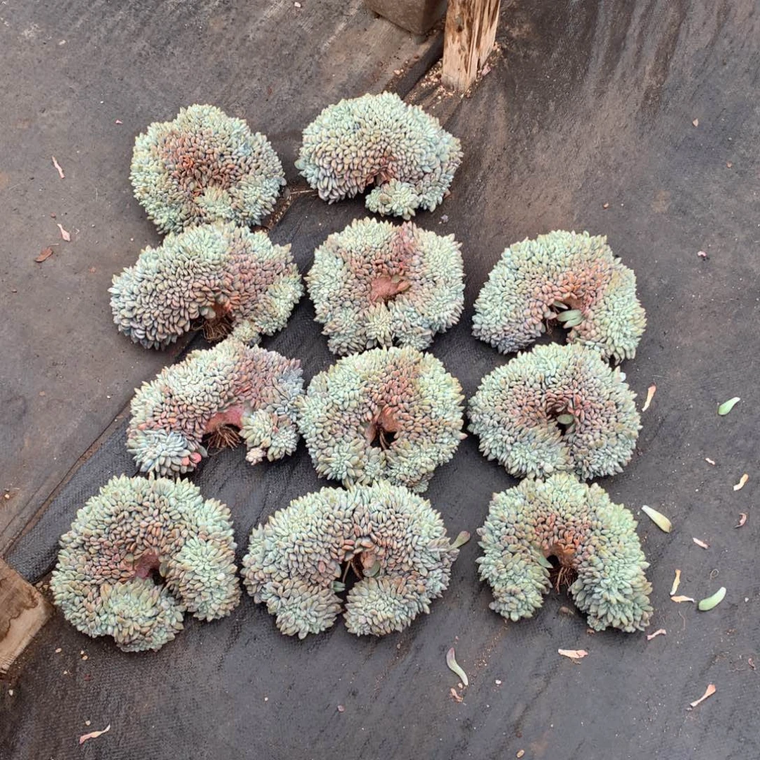 汤****橙子缀多肉植物组合