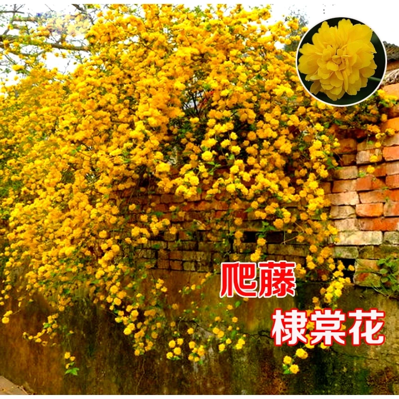 重瓣棣棠花苗盆栽耐荫爬藤攀缘花卉绿植物浓香多花耐寒四季金灿花