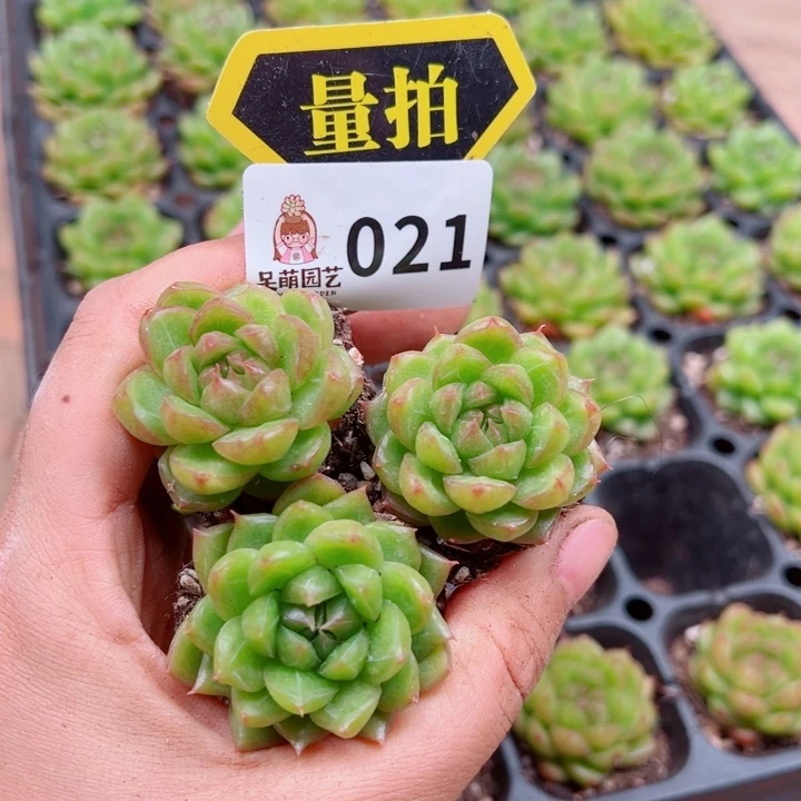 多肉植物多肉植物