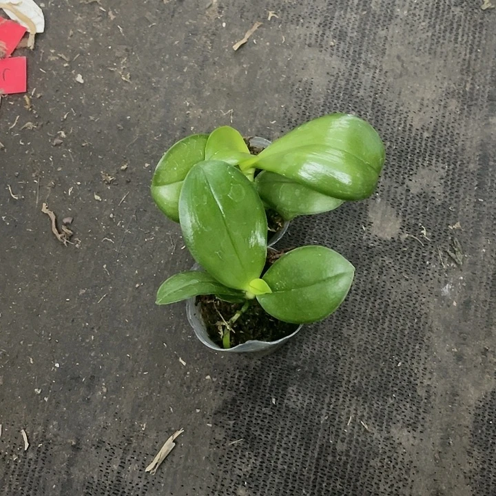 当前无花栽培后可以开花硬地狗1.7