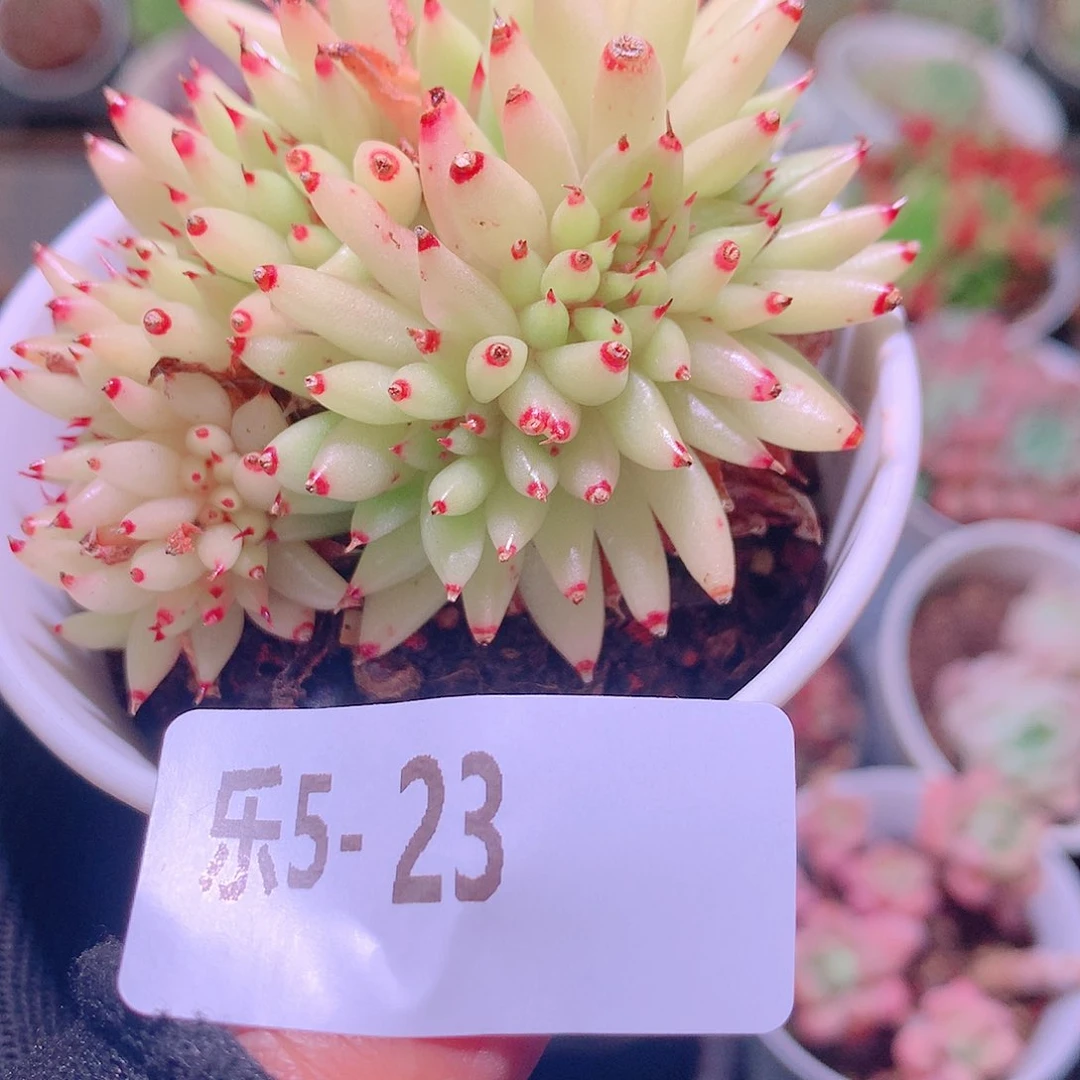 乐然5-23 虎鲸缀化