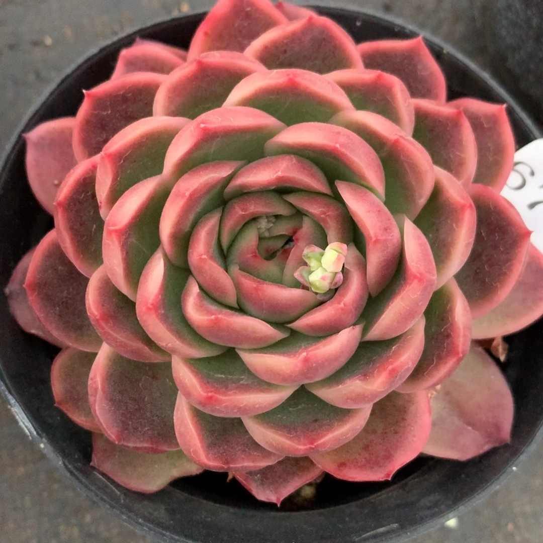 6739新年快乐发发发