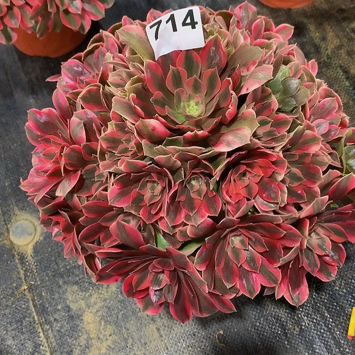 唐***彩法师女妖714000000