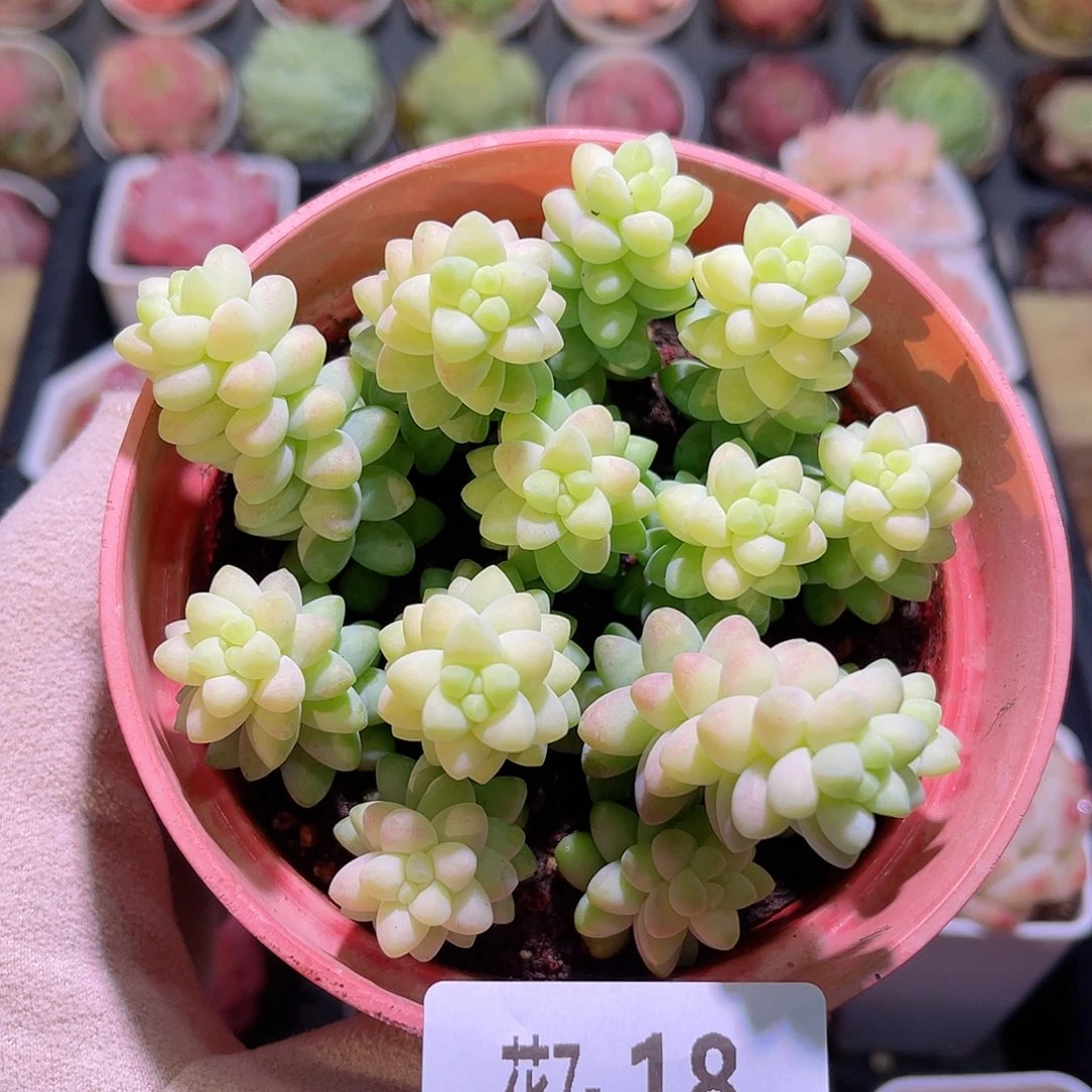 花利美7-18玉坠群