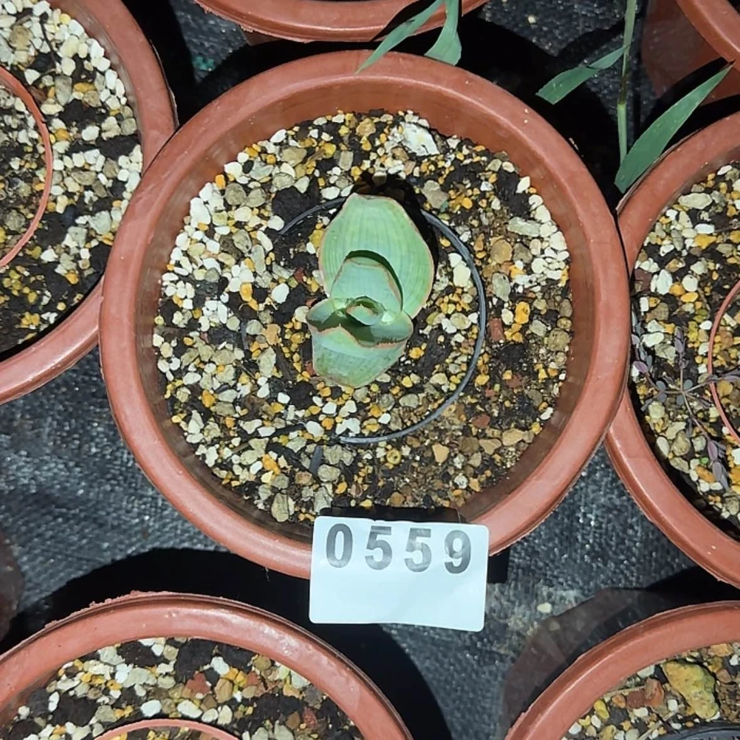 【闪购商品】觉*师块根植物