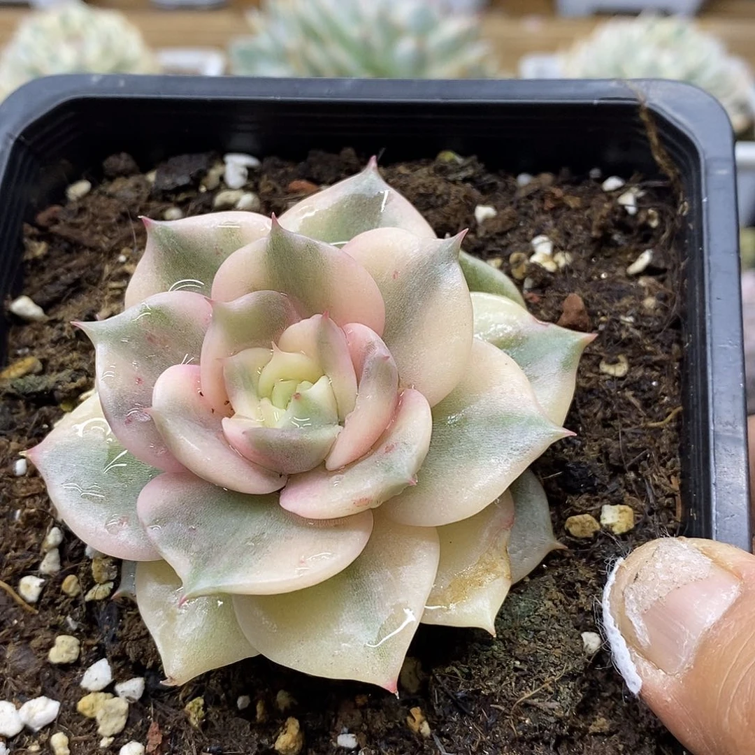 14144 石化贝加尔湖覆轮锦