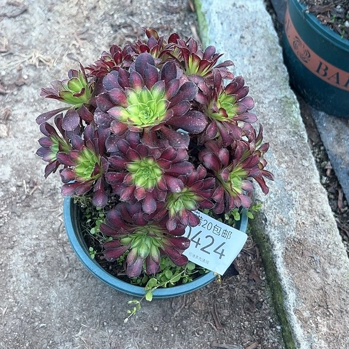 0424童颜多肉植物