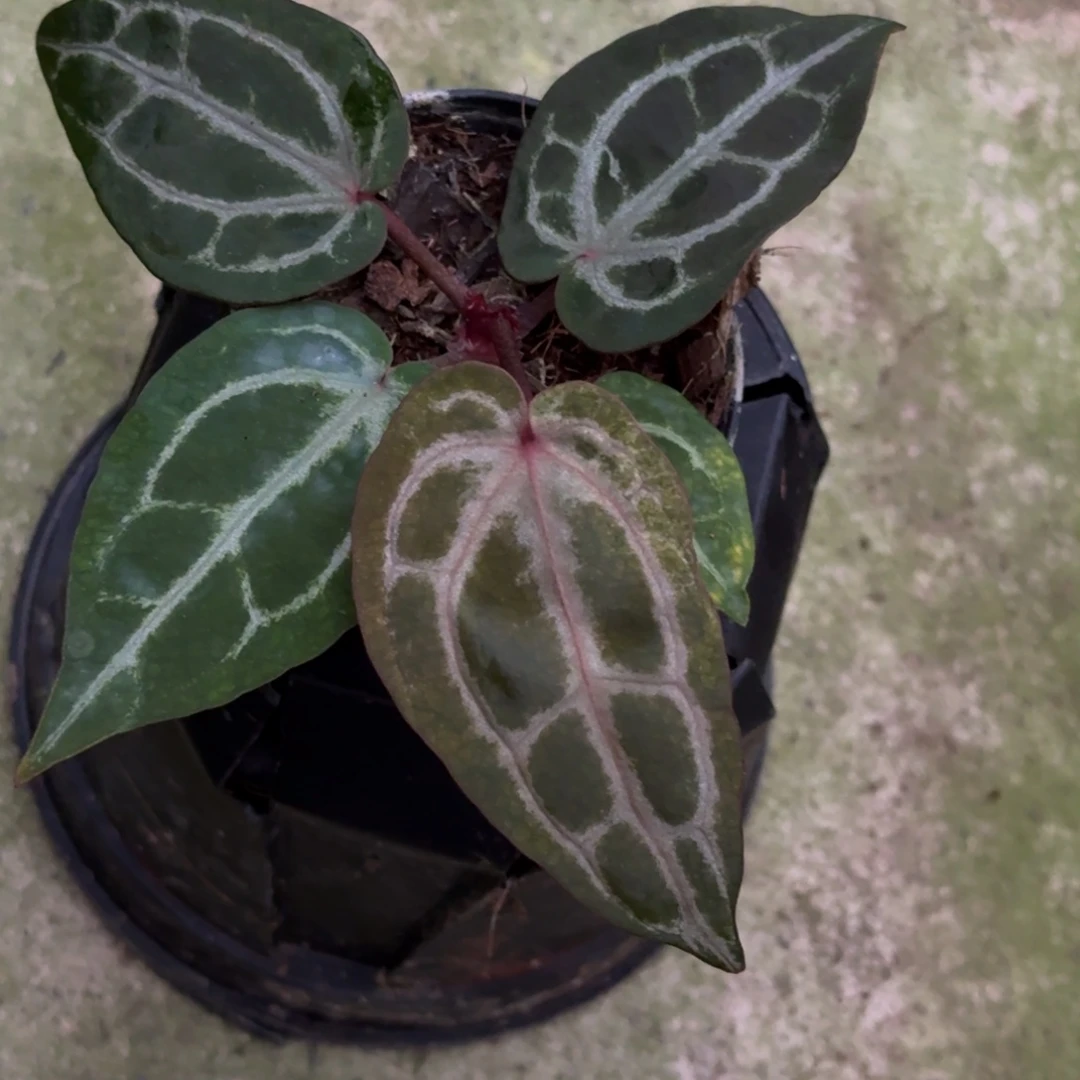 无花朵米歇尔紫水晶花烛