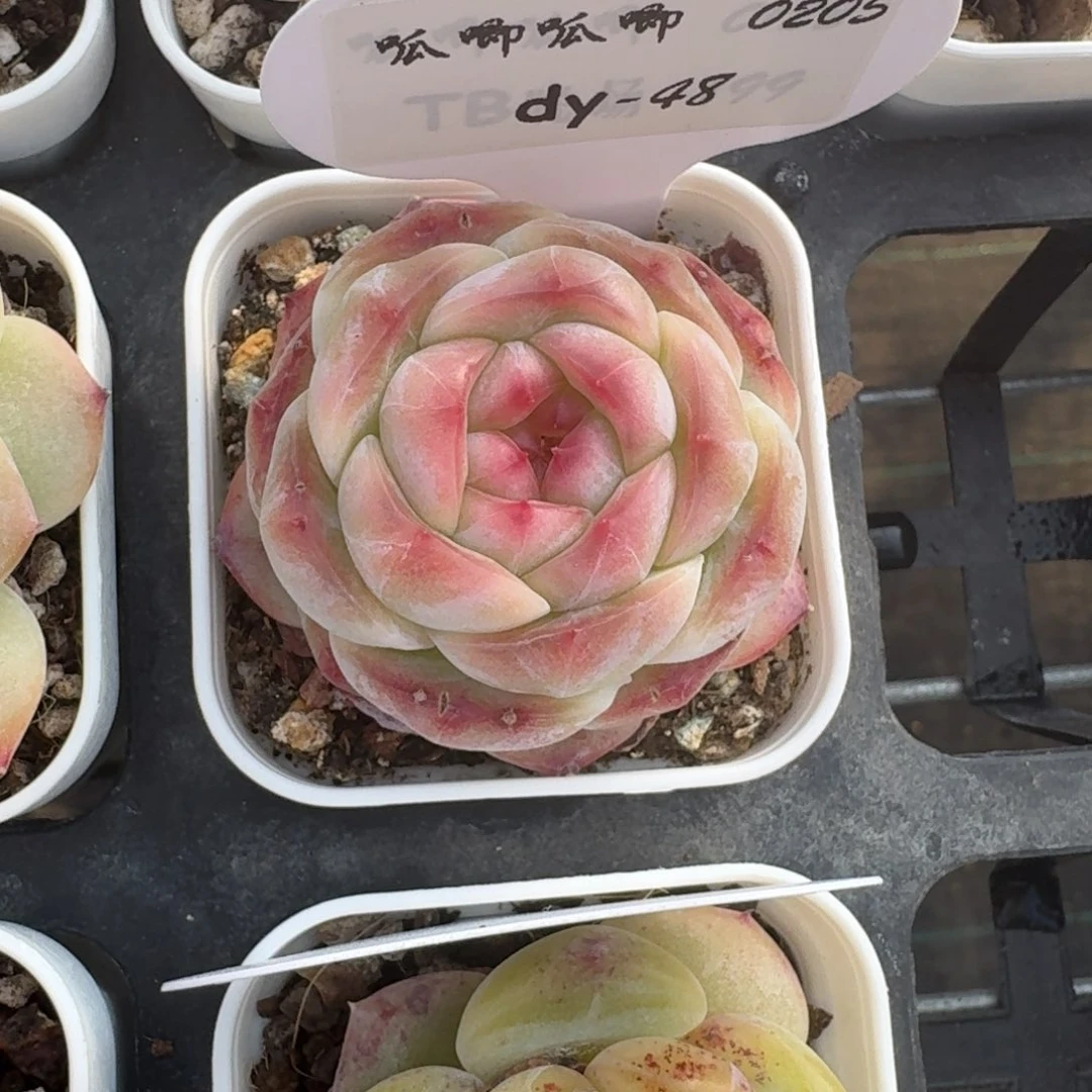 0205-048-编号糖心单头