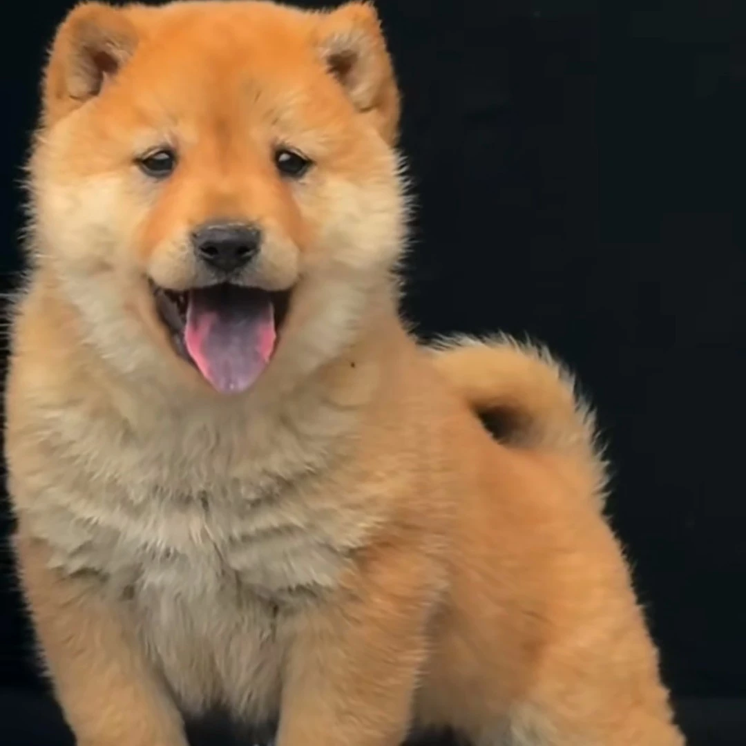 中华田园犬(皇宠御园)