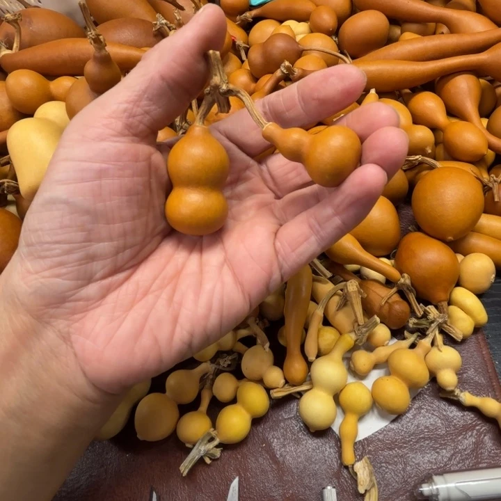 修****?修文的两把草礼金葫芦