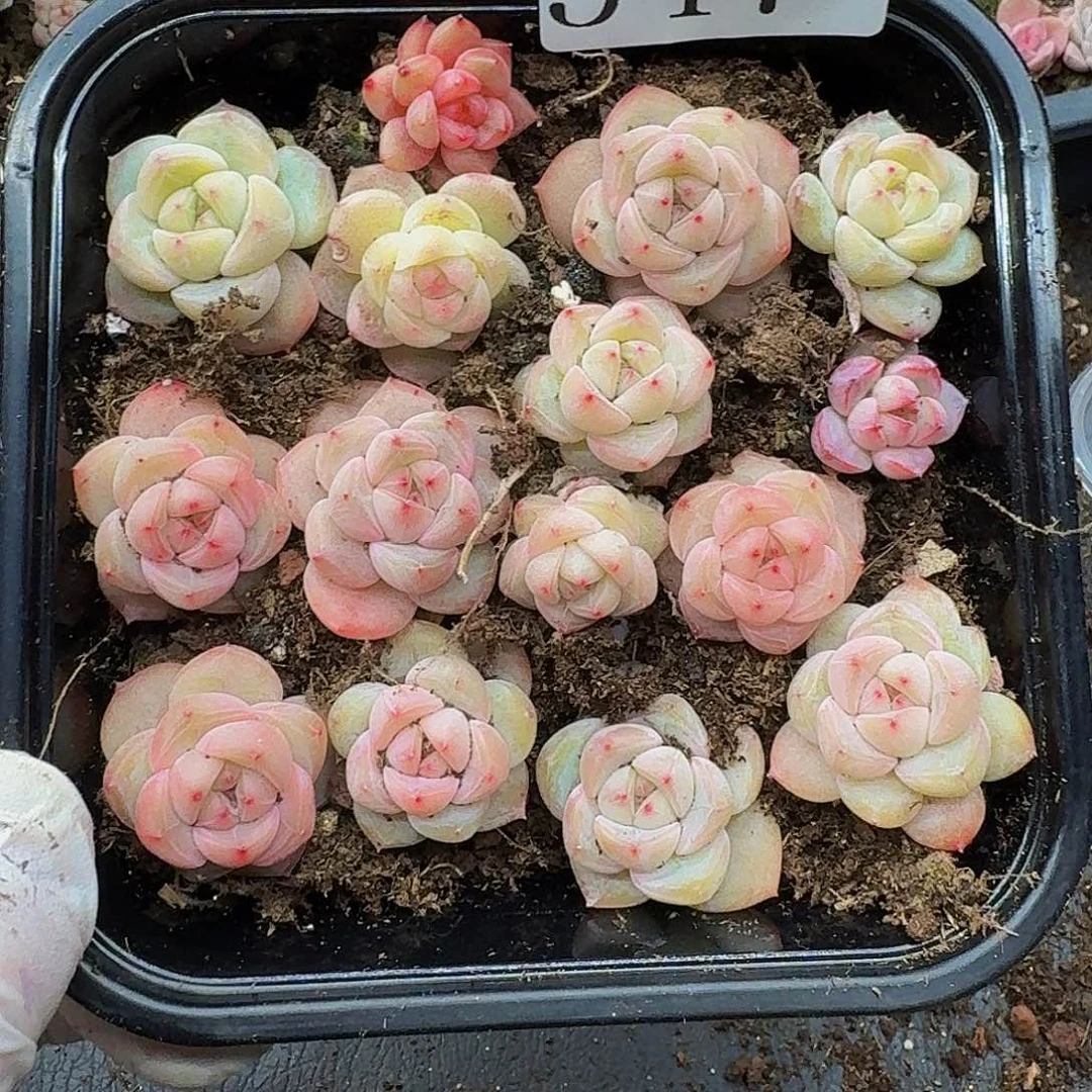 多肉植物多肉植物547