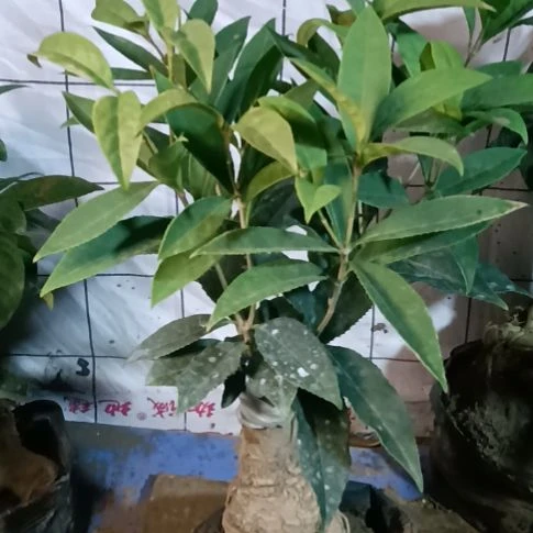 弑***殇完全开放四季桂红花佛顶珠