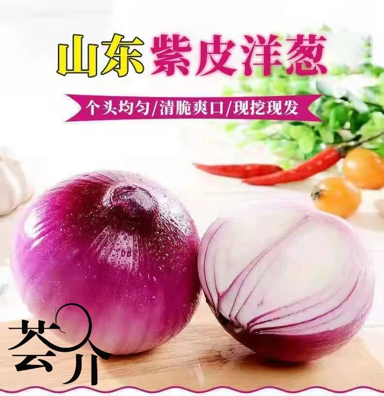 荟介产地直发紫红皮洋葱新鲜洋葱现挖扁洋葱农家自种蔬菜水果洋葱
