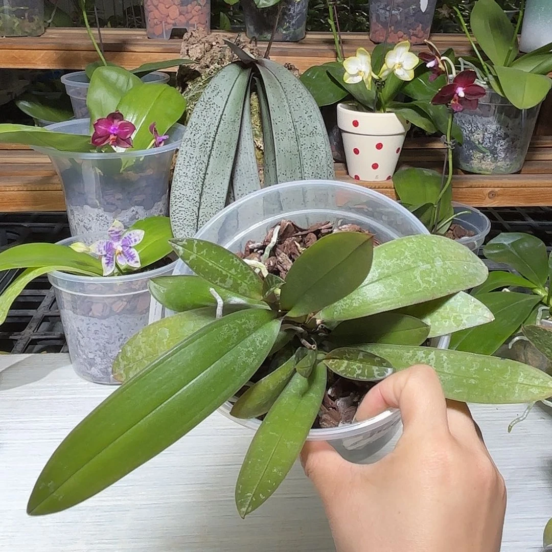 刘***哥当前无花栽培后可以开花诺比史