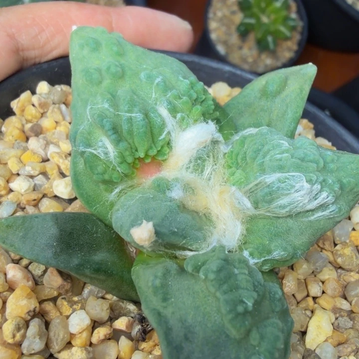 边境老头的爆颗粒外星血怒