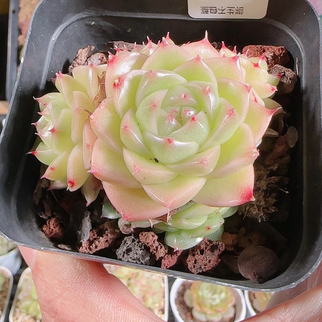 1125-60群生不包整