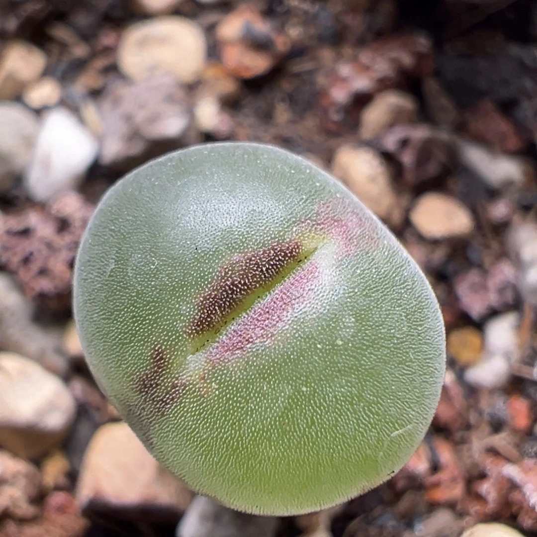 410粉红女郎纽扣母本一物一拍