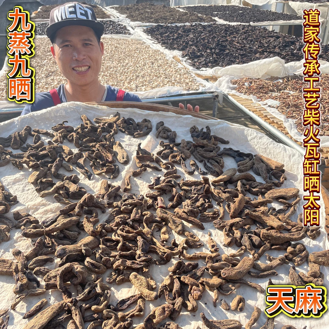小草坝天麻九蒸九晒传统古法桑枝火瓦缸晒太阳赤箭定风草泡酒材料