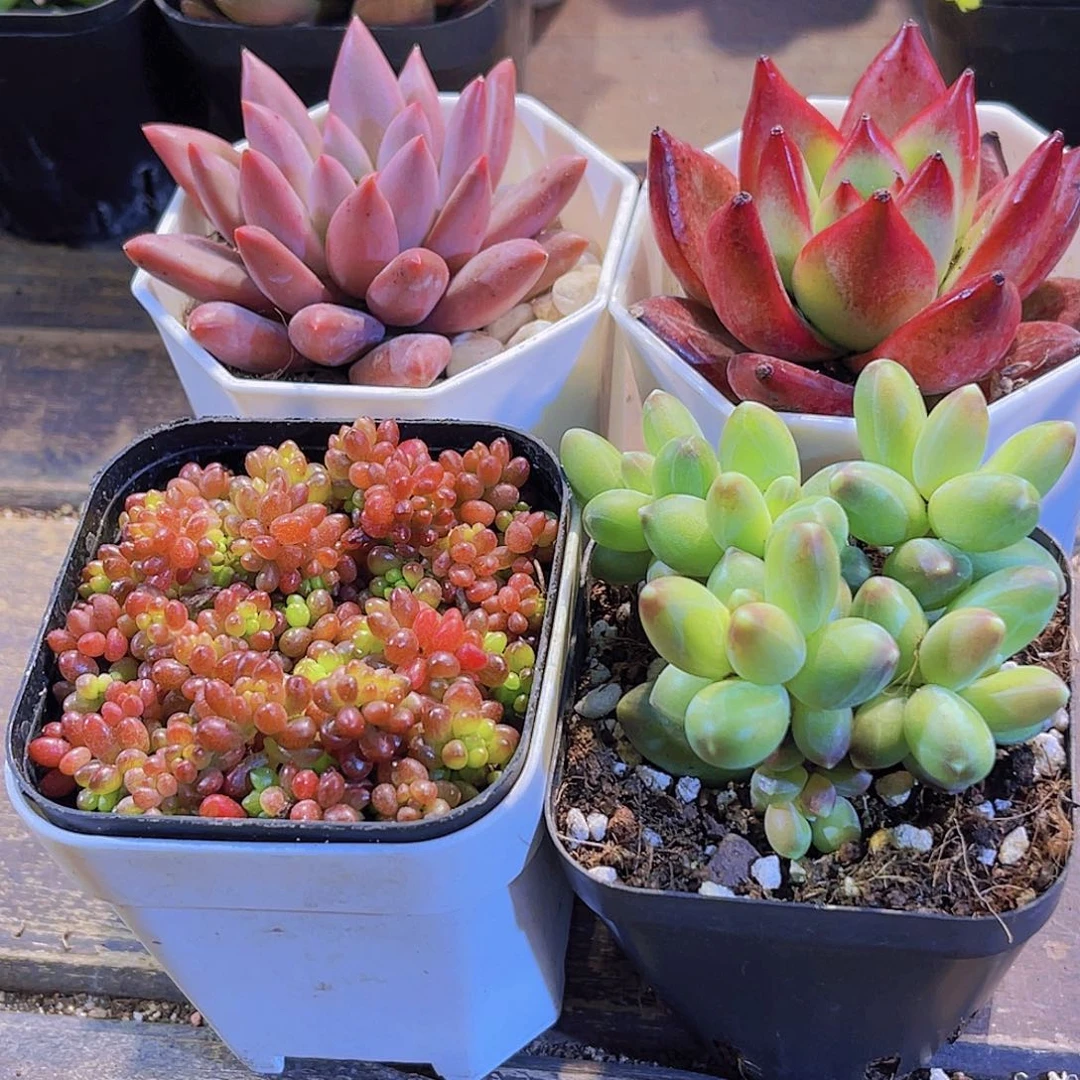 蜻蜓。罗卡。浆果。千代田