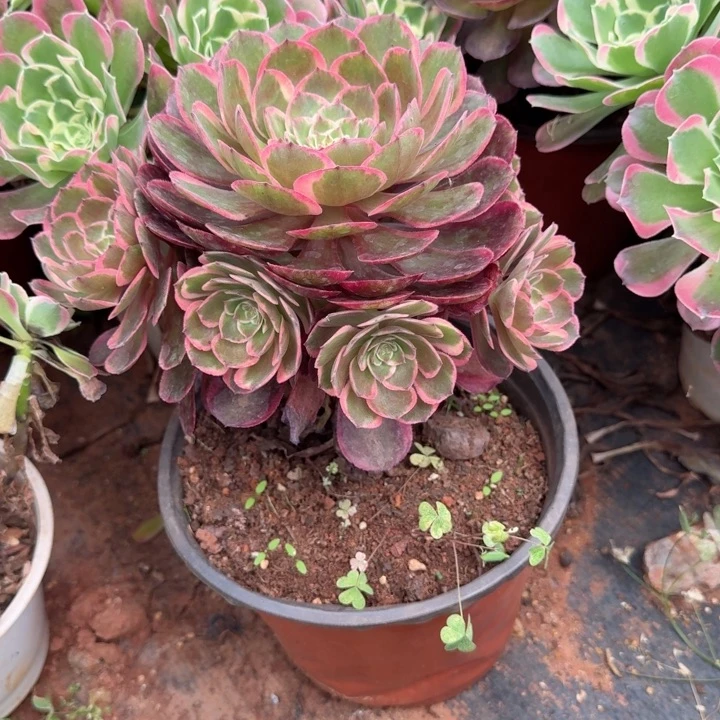 周正一点的粉花妖手捧