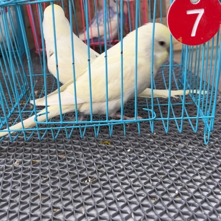 琉***℡虎皮鹦鹉虎皮鹦鹉