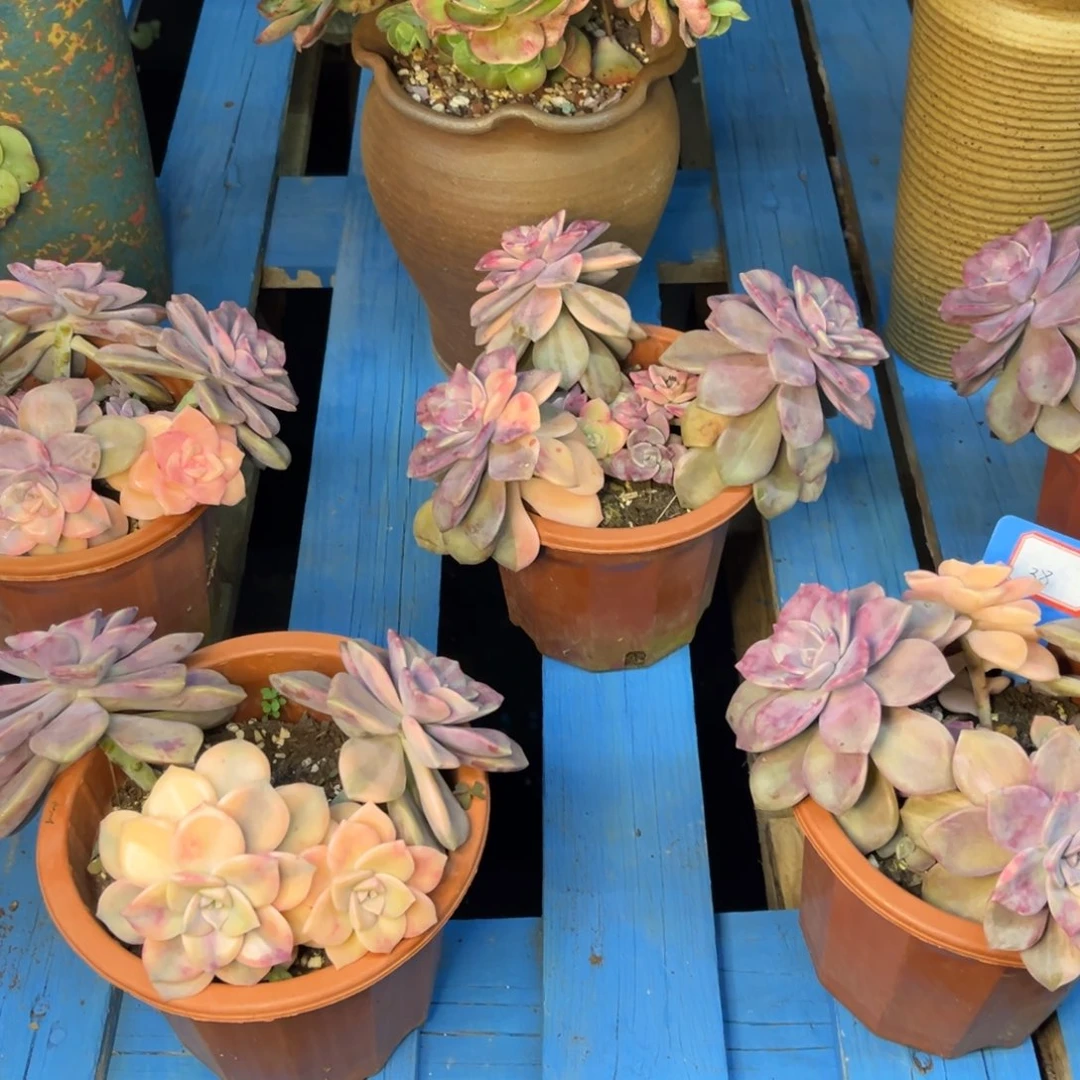 小雨多肉紫乐锦群生