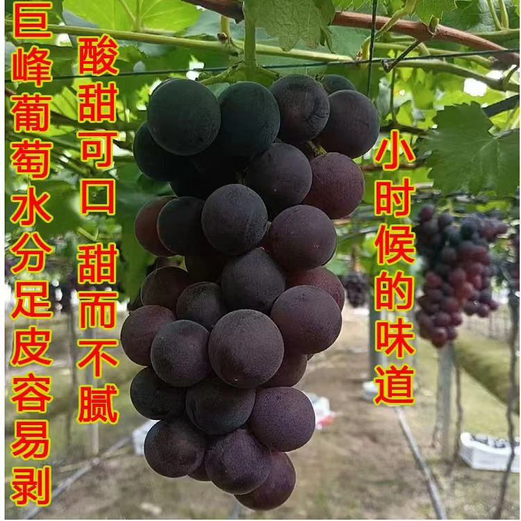 江苏特产句容丁庄葡萄助农自销巨峰葡萄产地现采直发