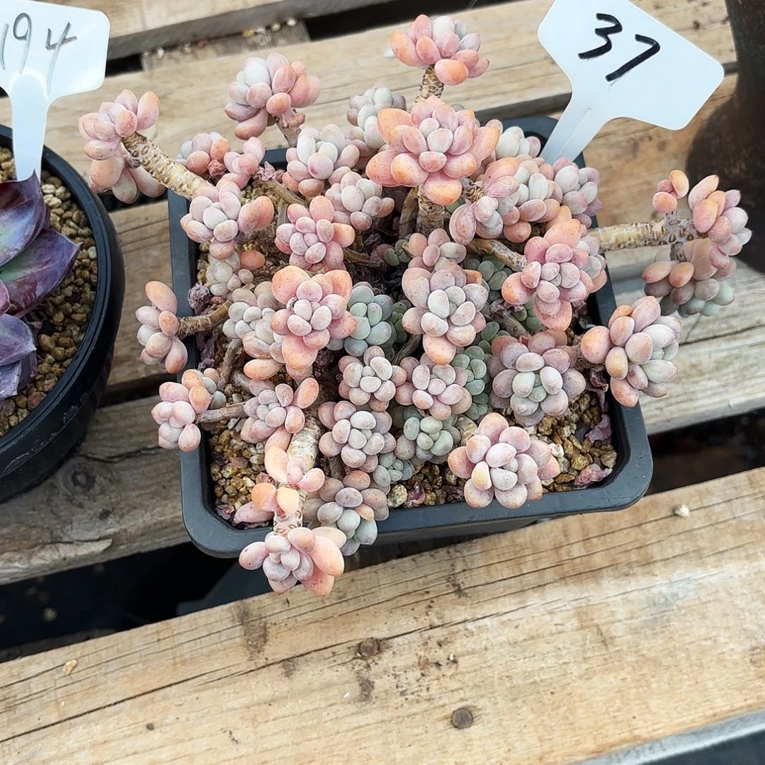 多肉植物，鱼子酱37号