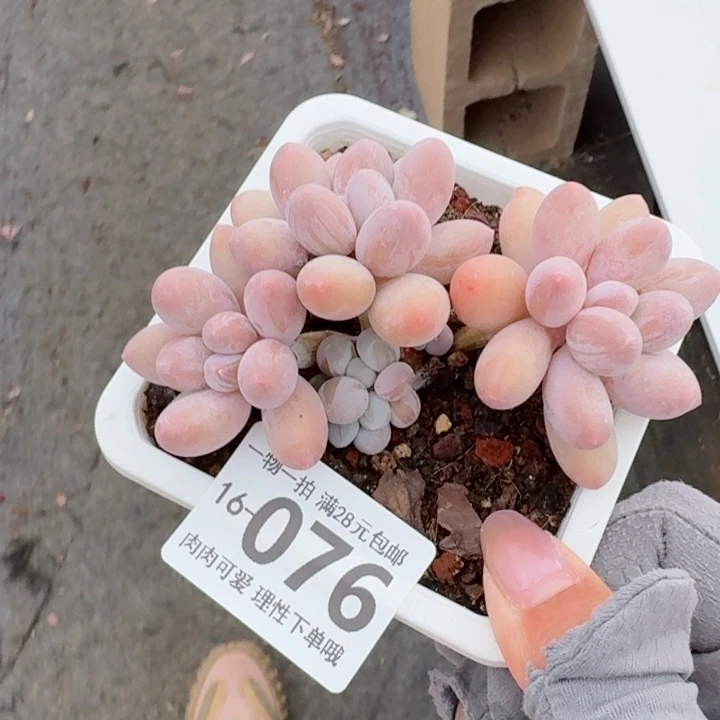 汤圆无盆土发货多肉多