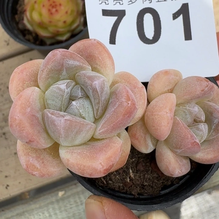 冰玉      下播福利拍够包邮发货