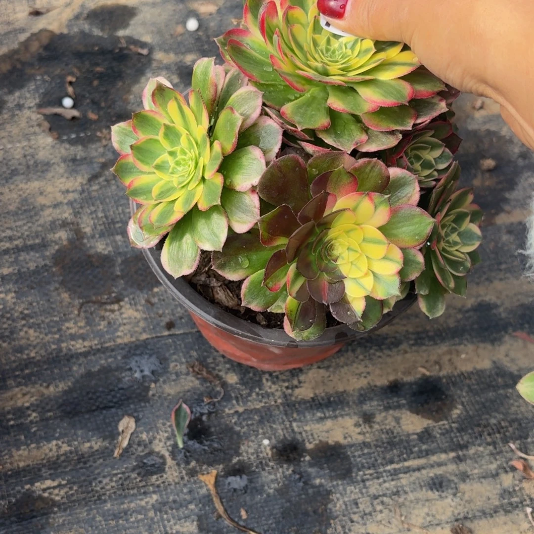 38多肉植物捧花的时候