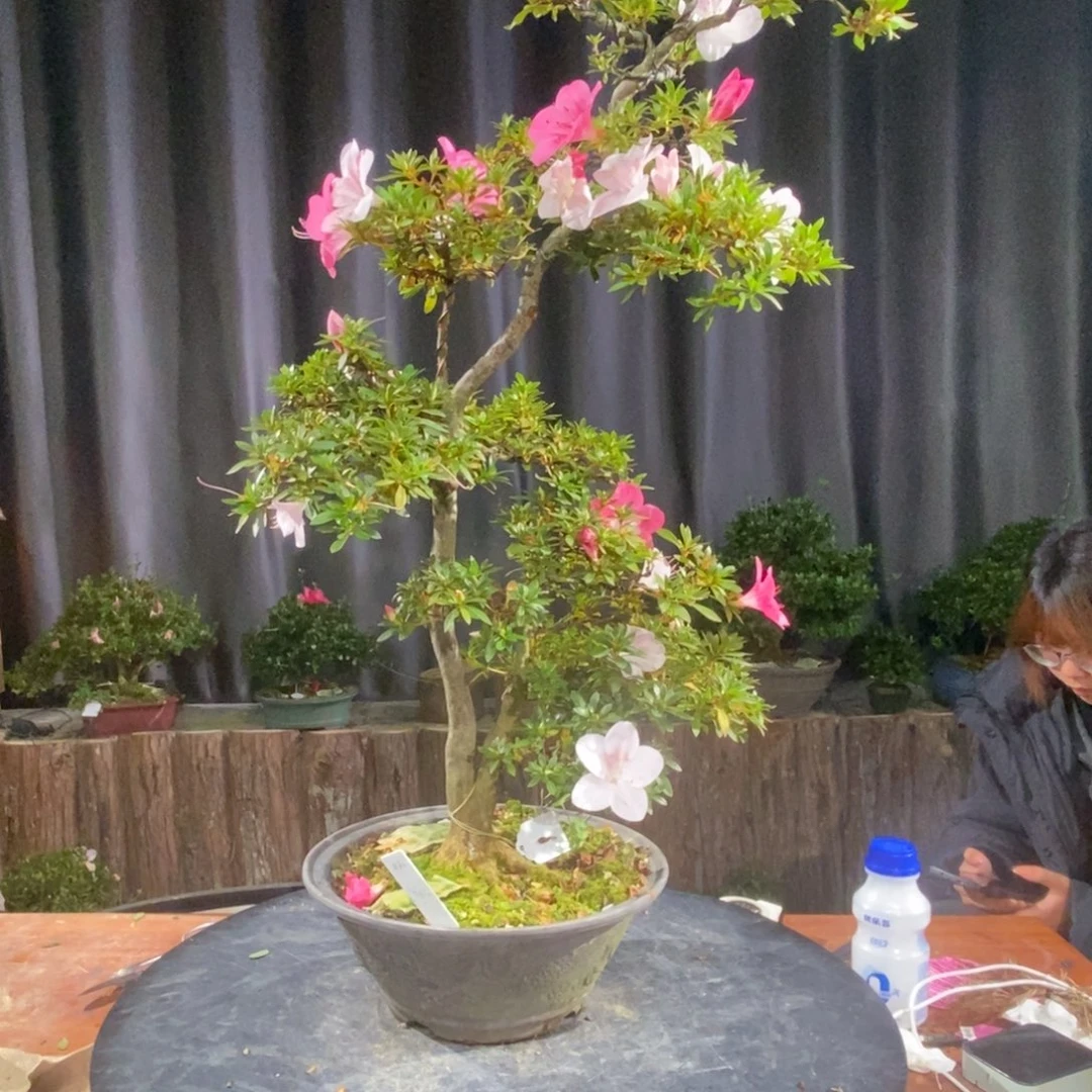 无花朵碧空。皋月杜鹃