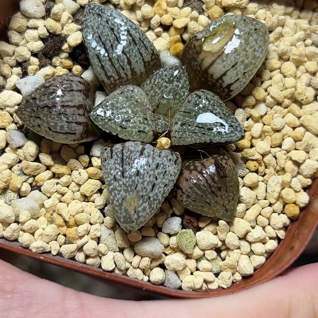 丸叶白银锦十二卷多肉植物满