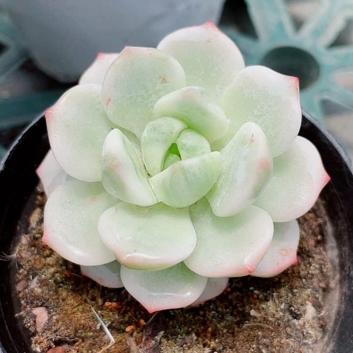 用***户香草锦。锦龙园艺5