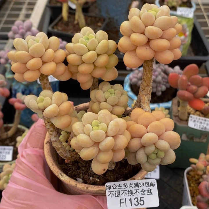 洛可可老桩10cm135多肉植物