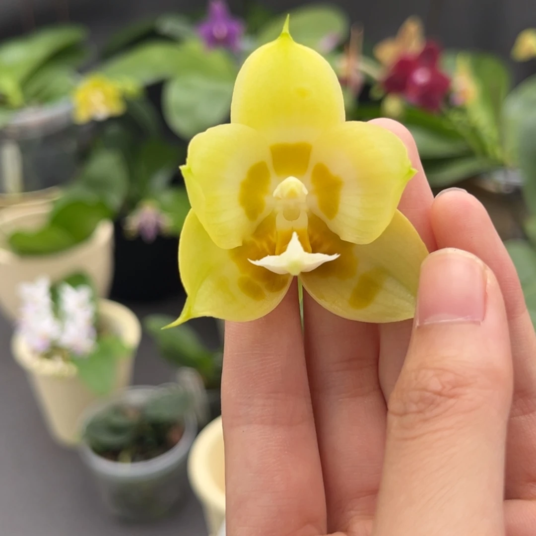 完全开放4寸雅风水仙开花株