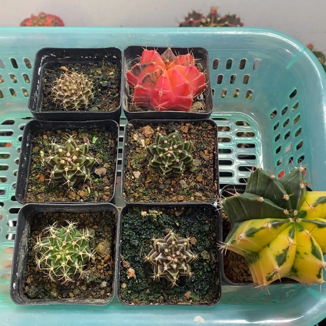 一筐7颗40米福利—脱土发货