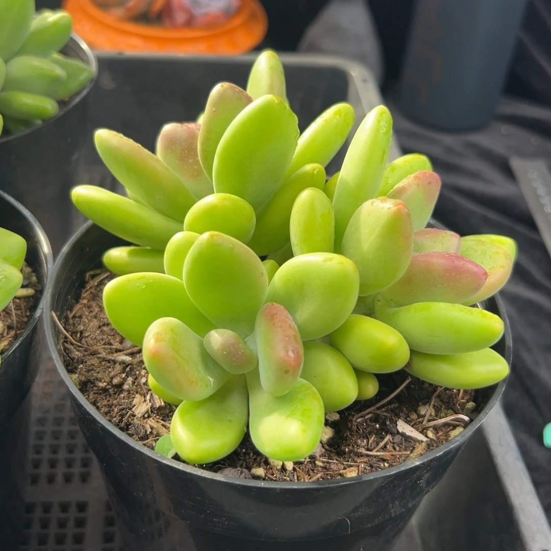 从前慢花园多肉编号1123-芒果奶三头起发