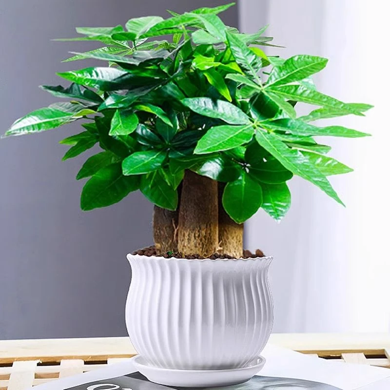 发财树盆栽室内植物招财客厅办公室桌面绿植四季好养活懒人植物