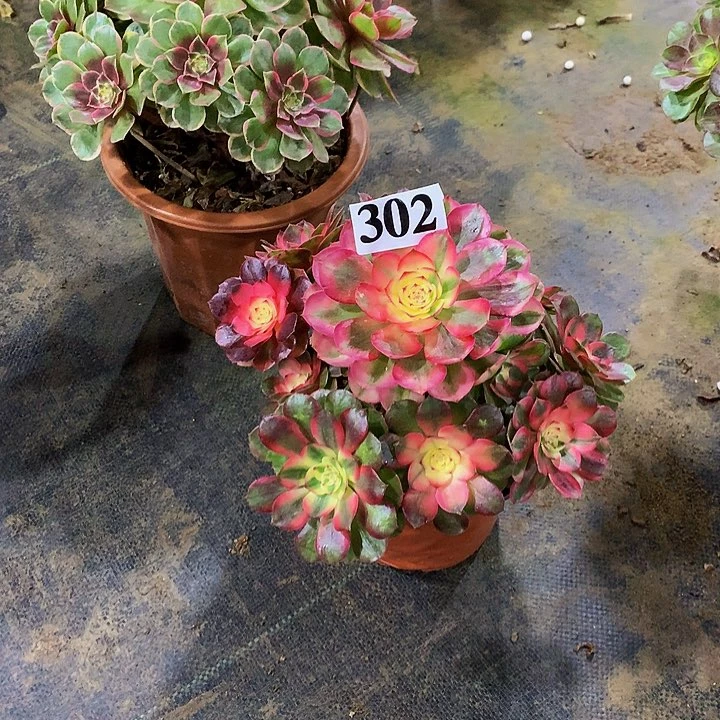 盛*.多肉荔枝30200